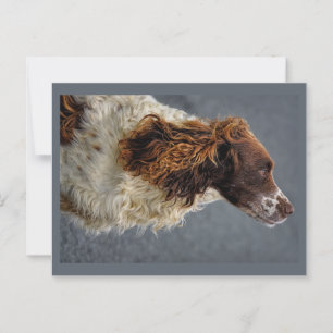 Carte Postale Anglais Springer Spaniel Foie & Blanc Regard