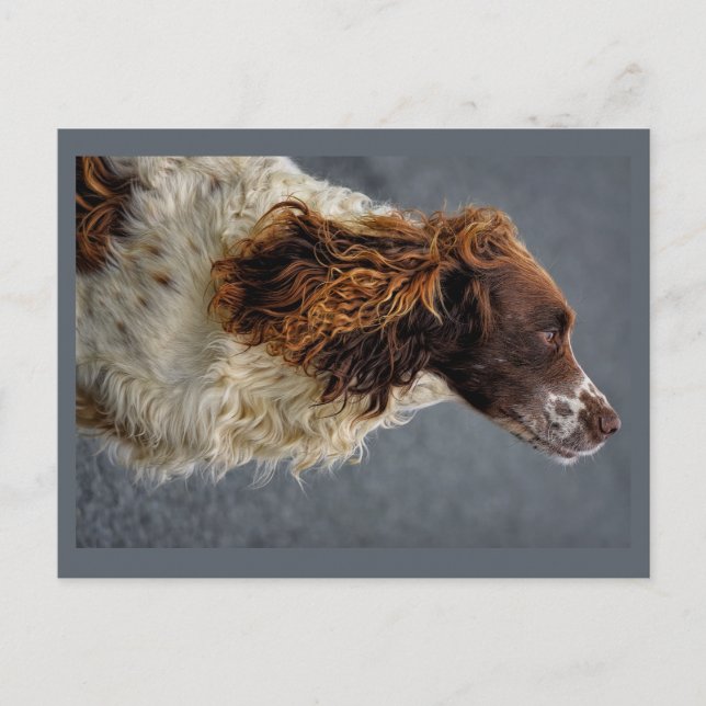 Carte Postale Anglais Springer Spaniel Foie & Blanc Regard (Devant)