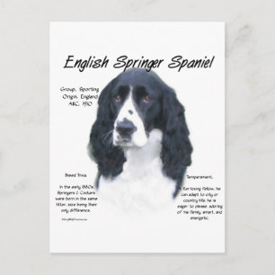 Carte Postale Anglais Springer Spaniel (noir) Histoire Design