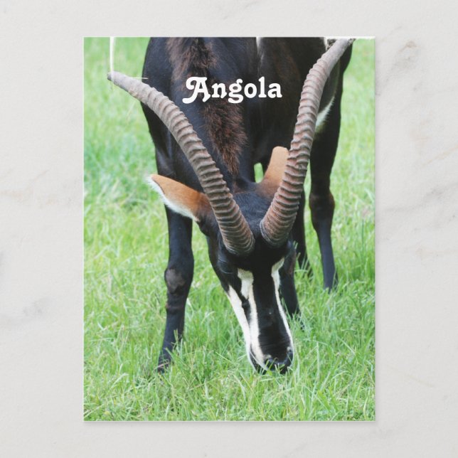 Carte Postale Angola Sable Antelope (Devant)