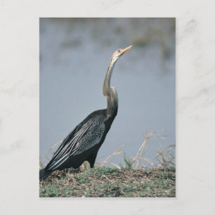 Carte Postale Anhinga