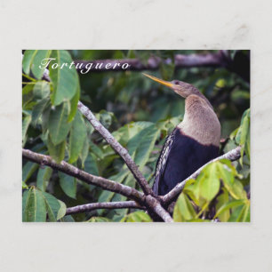 Carte Postale Anhinga dans le Parc national de Tortuguero - Cost