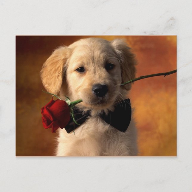 Carte Postale Animal (Devant)