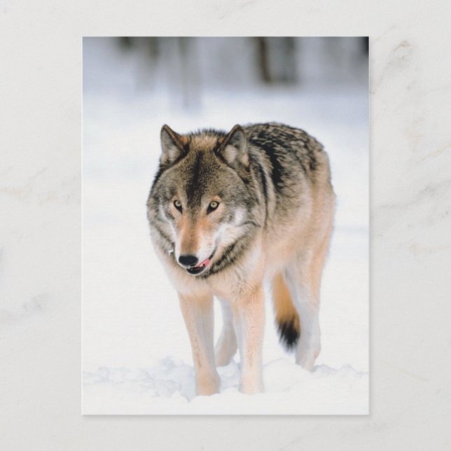 Carte Postale Animal À L'Extérieur Dans La Neige (Devant)