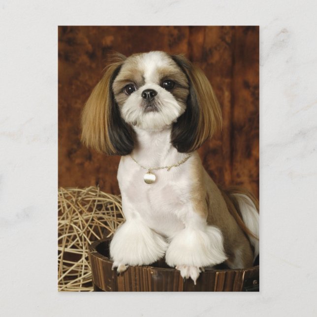 Carte Postale Animal animal de compagnie mignon (Devant)