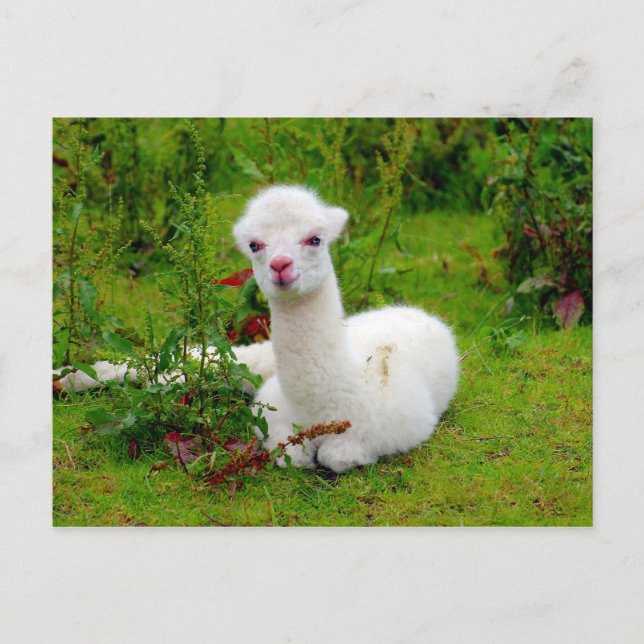 Carte Postale Animal blanc doux d'Alpaca (Devant)