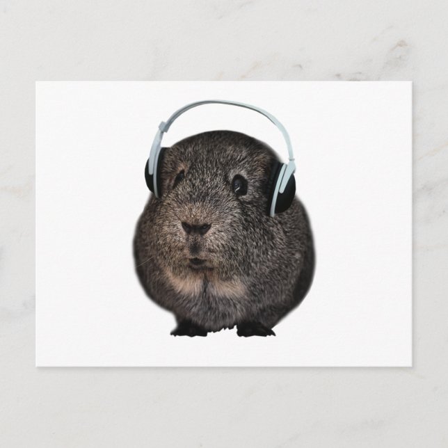 Carte Postale Animal de compagnie de musique de porc de Guinée (Devant)