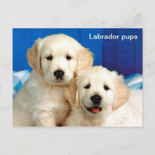 Carte Postale Animal des petits du Labrador