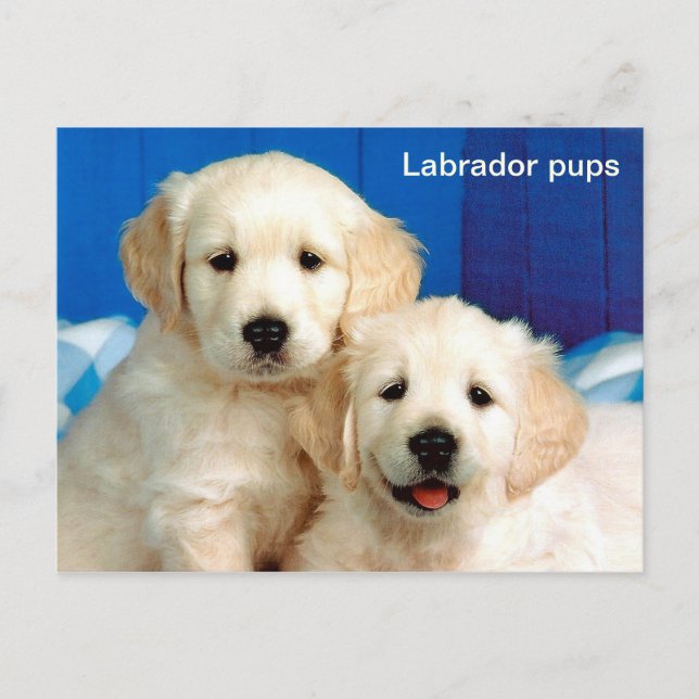 Carte Postale Animal des petits du Labrador (Devant)