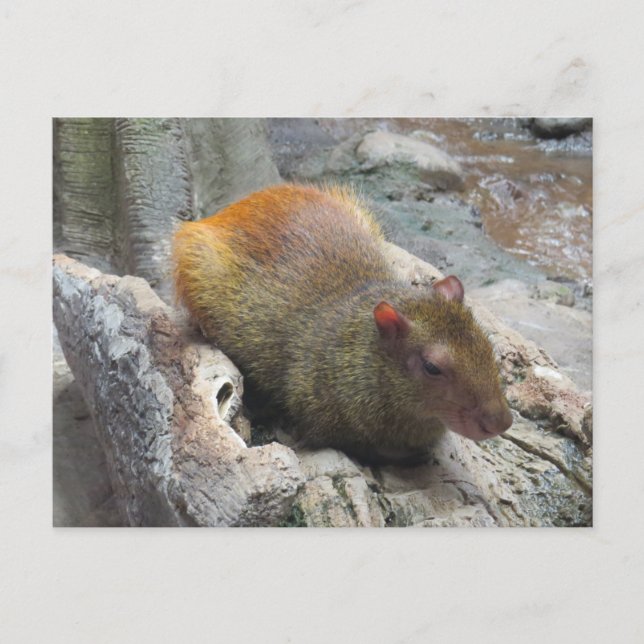 Carte Postale Animal mignon de Capybara (Devant)