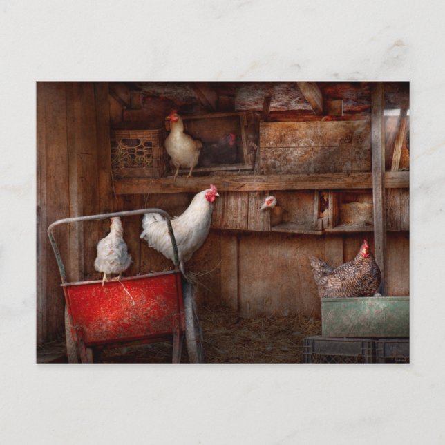 Carte Postale Animal - Poulet - Le canard est un espion (Devant)