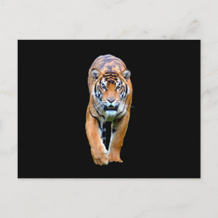 Carte Postale Animal tigre