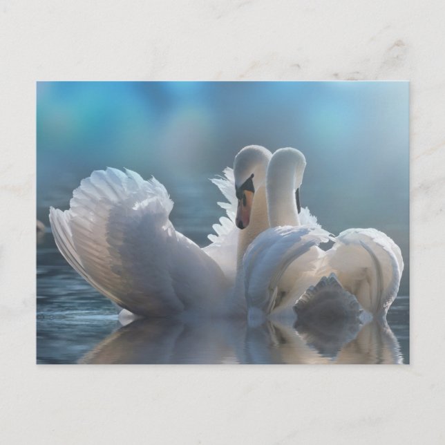 Carte postale animale (Devant)