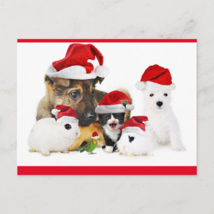 Carte Postale Animaux
