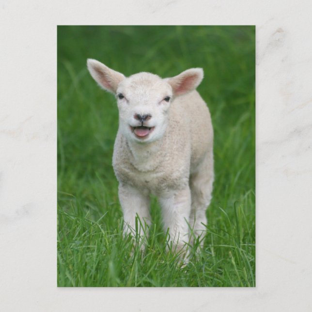 Carte Postale Animaux Bébés les Plus Mignons | Agneau Mignon (Devant)