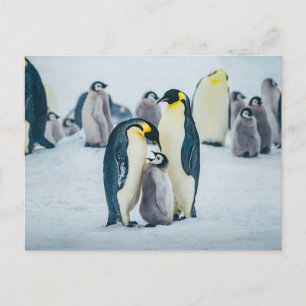 Carte Postale Animaux Bébés les Plus Mignons   Alimentation de B
