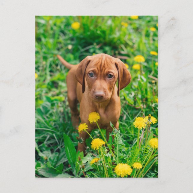 Carte Postale Animaux Bébés les Plus Mignons | Chien Pointer (Devant)