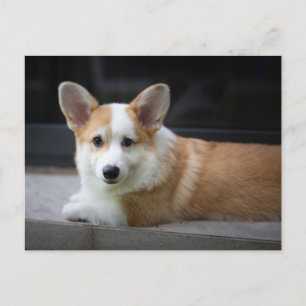 Carte Postale Animaux Bébés les Plus Mignons   Corgi Chien de Be