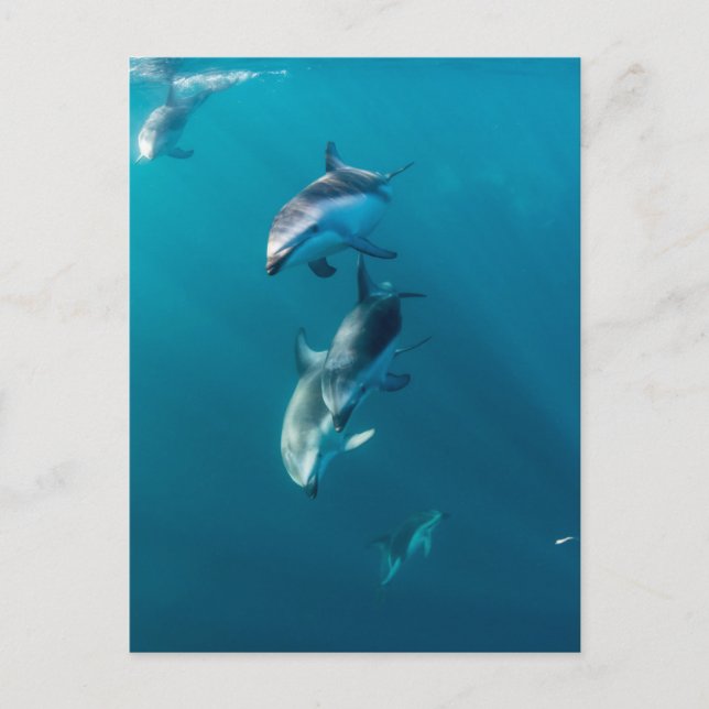 Carte Postale Animaux Bébés les Plus Mignons | Famille de Dauphi (Devant)