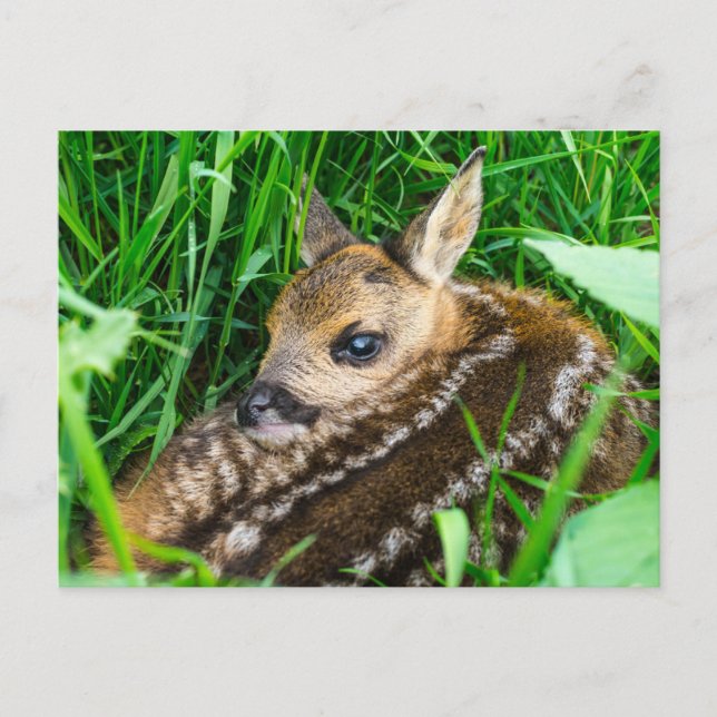 Carte Postale Animaux Bébés les Plus Mignons | Faon de Chevreuil (Devant)