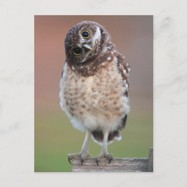 Carte Postale Animaux bébés les plus mignons | Jeune Hibou terri (Devant)
