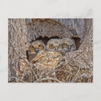 Animaux Bébés les Plus Mignons | Jeunes Hiboux Gra