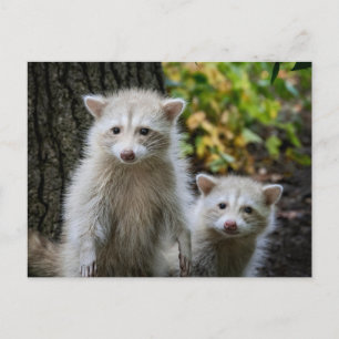 Carte Postale Animaux Bébés les Plus Mignons   Jeunes Raton Lave
