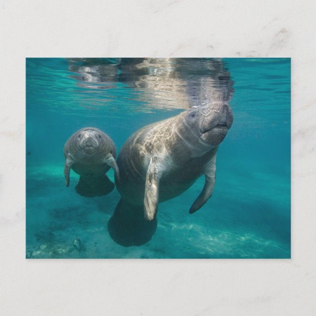 Carte Postale Animaux Bébés les Plus Mignons | Lamantin & Bébé (Devant)