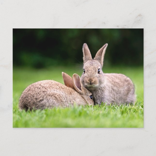 Carte Postale Animaux bébés les plus mignons | Lapins sauvages (Devant)