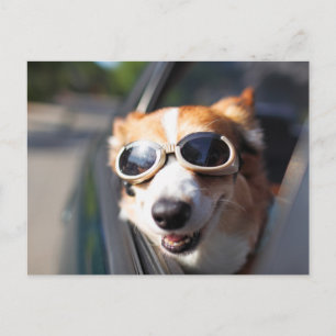 Carte Postale Animaux Bébés les Plus Mignons   Lunettes de Corgi