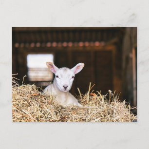 Carte Postale Animaux Bébés les Plus Mignons   Nouvel Agneau