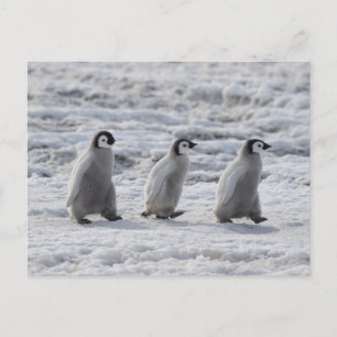 Carte Postale Animaux Bébés les Plus Mignons   Trois Jeunes Manc