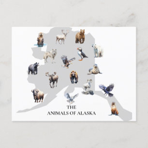 Carte Postale Animaux d'Alaska Amérique du Nord