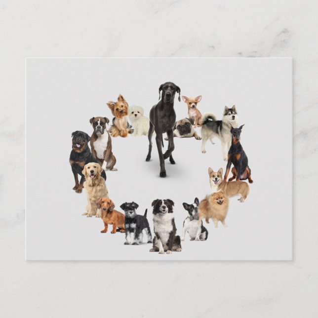 Carte Postale Animaux d'animaux de compagnie de chiens amusants  (Devant)