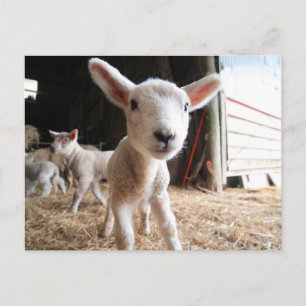 Carte Postale Animaux de bébés cutest   Agneau mignon dans une f