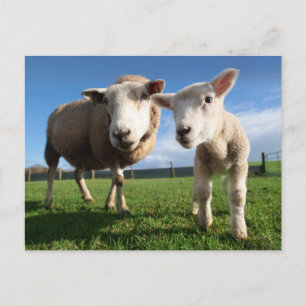 Carte Postale Animaux de bébés cutest   Agneau nouveau-né & mama