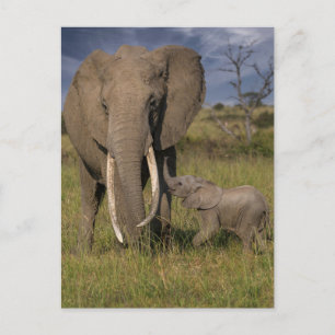 Carte Postale Animaux de bébés cutest   Amama Elephant Avec Bébé