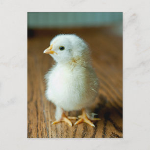 Carte Postale Animaux de bébés cutest   Baby Chick