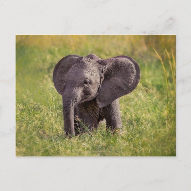 Carte Postale Animaux de bébés cutest | Baby Elephant Kenya Afri (Devant)