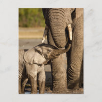 Animaux de bébés cutest | Baby Elephant & Mama