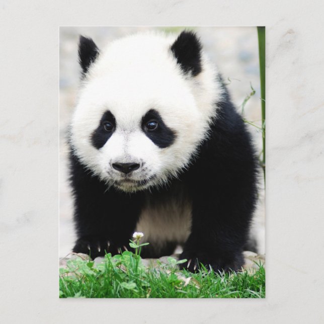 Carte Postale Animaux de bébés cutest | Baby Panda Bear (Devant)