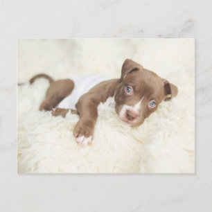 Carte Postale Animaux de bébés cutest Baby Pit Bull Puppy