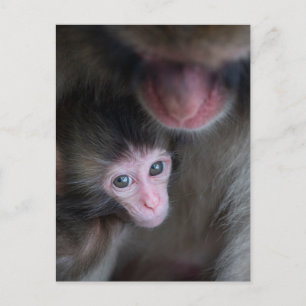 Carte Postale Animaux de bébés cutest   Bébé Macaque singe et mè