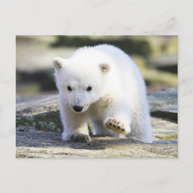 Carte Postale Animaux de bébés cutest | Bébé Ours polaire (Devant)
