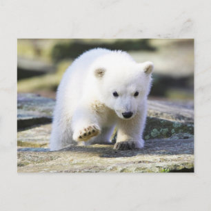 Carte Postale Animaux de bébés cutest   Bébé Ours Polaire Cub