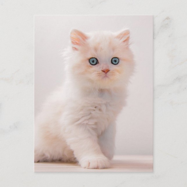 Carte Postale Animaux de bébés cutest | Blue Eye Kitten (Devant)