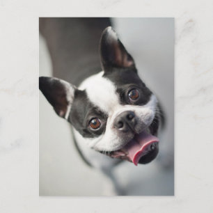 Carte Postale Animaux de bébés cutest   Boston Bulldog Smile