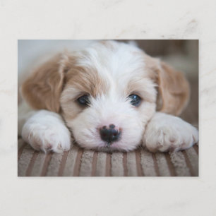 Carte Postale Animaux de bébés cutest   Cavashon Puppy
