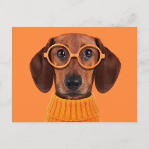 Carte Postale Animaux de bébés cutest   Chandail orange Dachshun