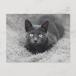 Carte Postale Animaux de bébés cutest   Chat gris